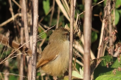 Prinia subflava subflava