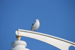 Chroicocephalus ridibundus