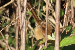 Prinia subflava subflava