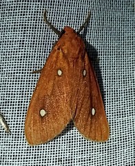 Hyperthaema orbicularis