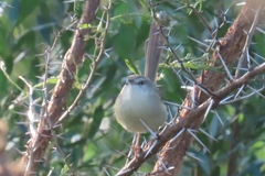 Prinia subflava subflava