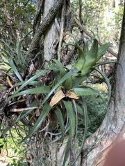 Aechmea recurvata