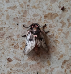 Megalopyge lanata