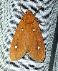 Hyperthaema orbicularis