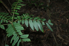 Ailanthus triphysa