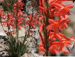 Watsonia zeyheri