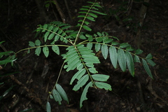 Ailanthus triphysa