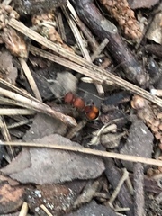 Pseudomethoca simillima