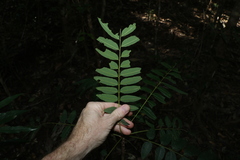Ailanthus triphysa