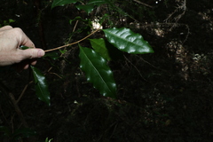 Actephila mooreana