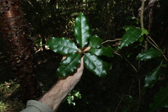 Actephila mooreana