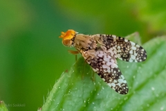 Oxyna parietina