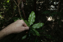 Actephila mooreana