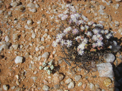 Drosanthemum luederitzii