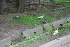 Columba livia domestica