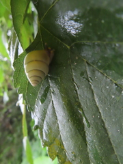 Satsuma albida