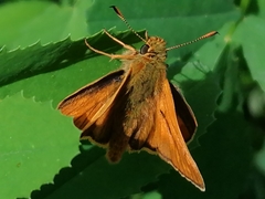 Ochlodes sylvanus