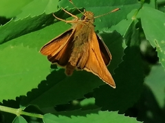 Ochlodes sylvanus
