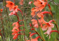 Watsonia stenosiphon