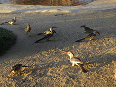 Tockus damarensis