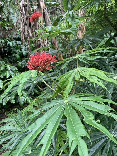 Jatropha multifida image