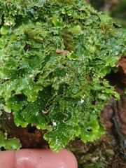 Pseudocyphellaria episticta