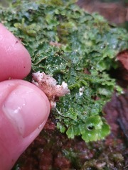 Pseudocyphellaria episticta