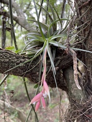 Tillandsia recurvifolia