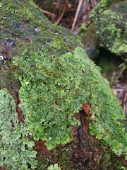 Pseudocyphellaria episticta