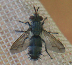 Copecrypta ruficauda