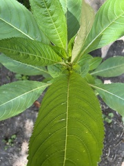 Impatiens glandulifera