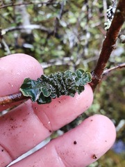 Leioderma pycnophorum