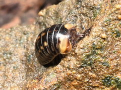 Glomeridae