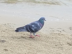 Columba livia domestica