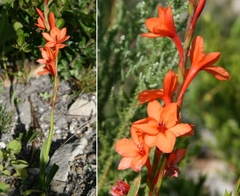 Watsonia stenosiphon