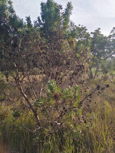 Image of Leucadendron macowanii by (c) James Rodger, some rights reserved (CC BY)