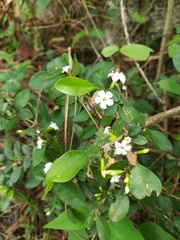 Randia obcordata