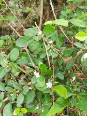 Randia obcordata