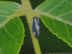 Pediopsoides distinctus