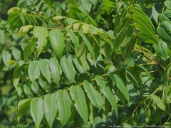 Pediopsoides distinctus