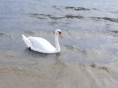 Cygnus olor