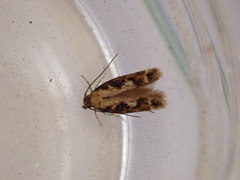 Caryocolum marmorea