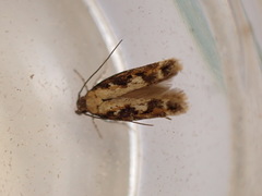 Caryocolum marmorea