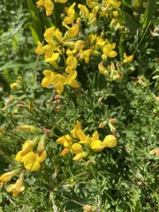 Lotus corniculatus