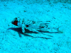 Dactylopterus volitans