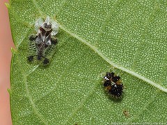 Corythucha juglandis