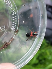 Prostemma aeneicolle