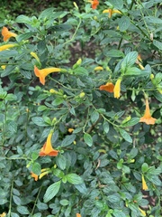 Streptosolen