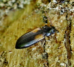Mycetochara