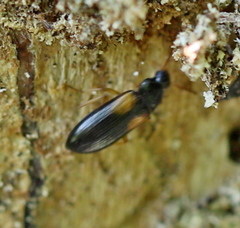 Mycetochara